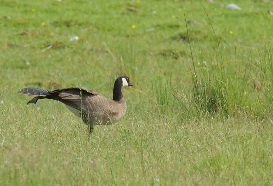 Définition Bernache de Hutchins Branta hutchinsii